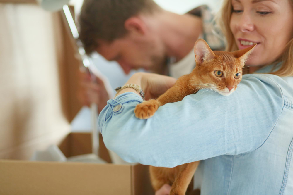 Chat s'adaptant au déménagement, nouvelle maison